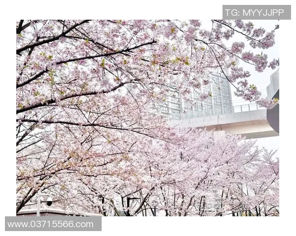 虹口足球场樱花盛开足球与春天的完美邂逅